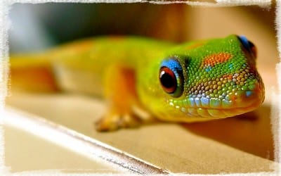 Adopter un gecko : guide complet pour choisir et prendre soin de votre reptile