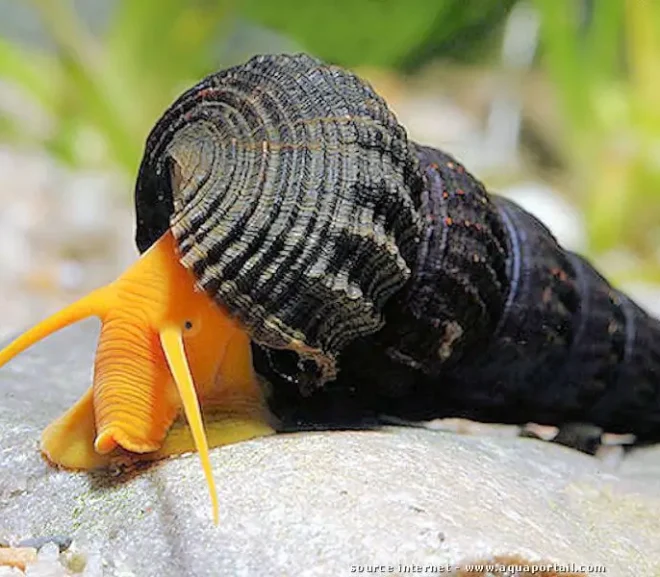 Escargot d’eau : guide complet pour l’aquarium