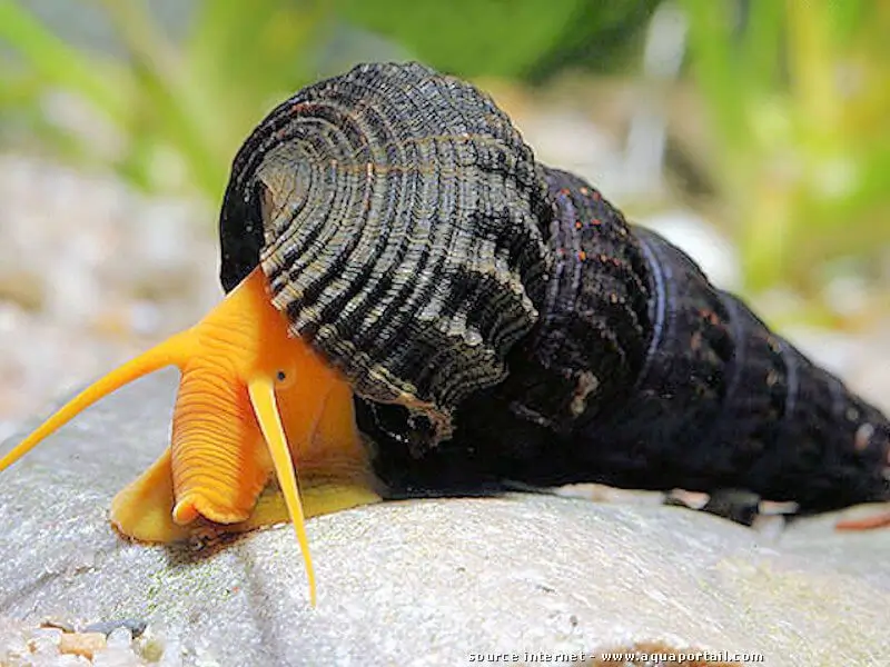 découvrez les escargots d'eau pour aquarium : des compagnons fascinants qui enrichissent votre écosystème aquatique tout en maintenant l'équilibre de votre aquarium. apprenez à les choisir et à les entretenir pour un habitat sain et esthétique.