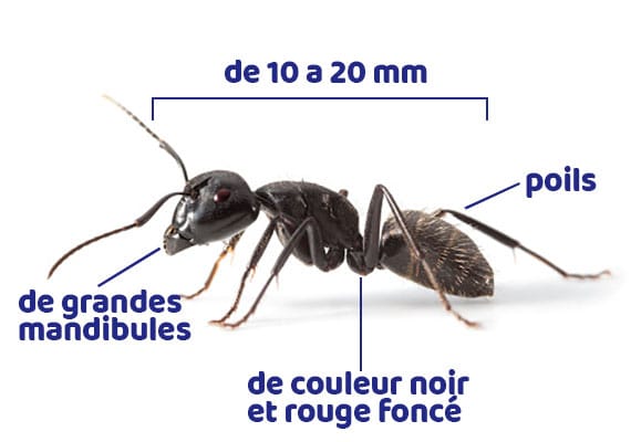 La fourmi charpentière en France : caractéristiques et habitat