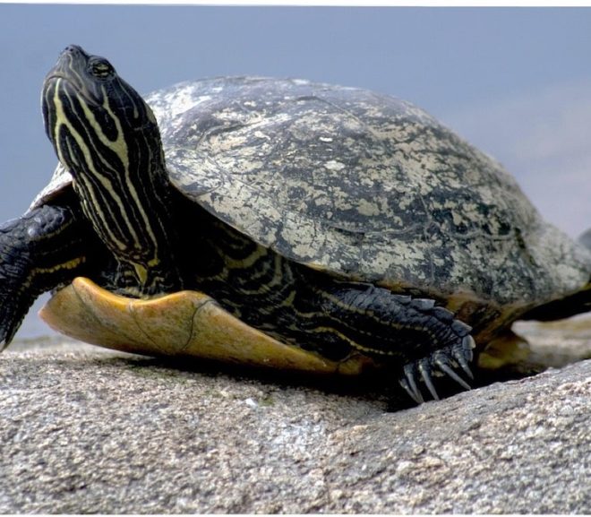 L’âge des tortues d’eau : comprendre leur longévité et leur cycle de vie