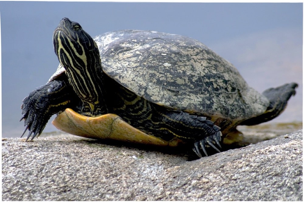 découvrez les secrets fascinants de la longévité des tortues, ces créatures majestueuses qui peuvent vivre des décennies, voire des siècles. explorez les facteurs qui contribuent à leur endurance exceptionnelle et la manière dont elles s'adaptent à leur environnement au fil du temps.