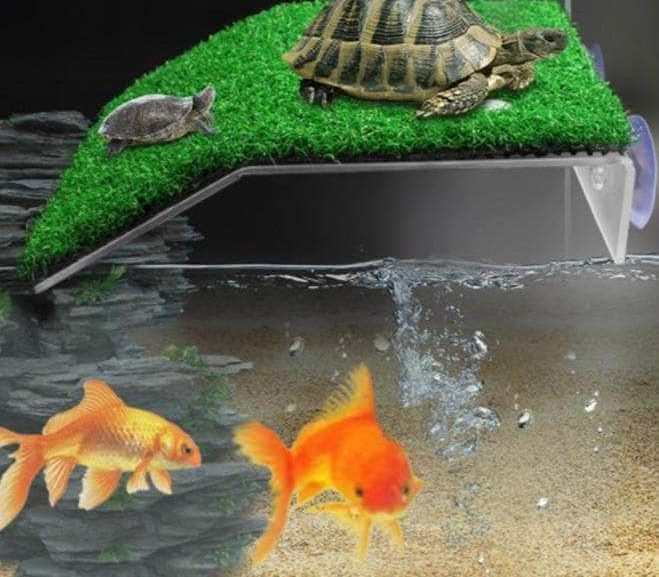 Tortue de terre : que se passe-t-il lorsqu’elle entre dans l’eau ?