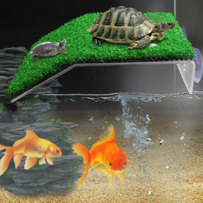 découvrez l'univers fascinant des tortues d'eau, de leur habitat aquatique à leurs habitudes alimentaires. apprenez comment préserver ces espèces menacées et les traiter avec soin. plongez dans ce monde aquatique et explorez la beauté et la diversité des tortues d'eau.