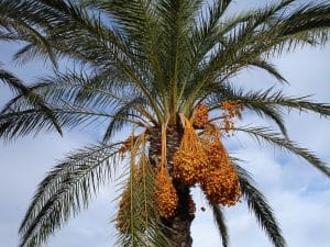 Longueur de la racine du palmier : tout ce que vous devez savoir