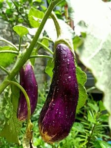 Congeler l'aubergine sans blanchir : guide pratique