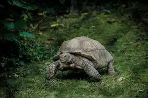 Tortue de terre : que se passe-t-il lorsqu'elle entre dans l'eau ?