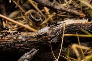 La fourmi charpentière en France : caractéristiques et habitat