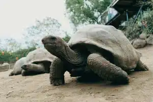 Tortue de terre : que se passe-t-il lorsqu'elle entre dans l'eau ?