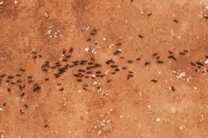 La fourmi charpentière en France : caractéristiques et habitat