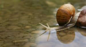 Escargot d'eau : guide complet pour l'aquarium