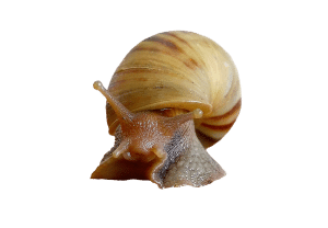 Escargot d'eau : guide complet pour l'aquarium