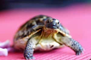 Alimentation bébé tortue hermann : conseils et recommandations essentielles