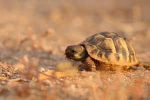 Alimentation bébé tortue hermann : conseils et recommandations essentielles