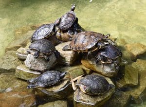 L'âge des tortues d'eau : comprendre leur longévité et leur cycle de vie