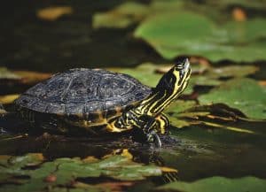 L'âge des tortues d'eau : comprendre leur longévité et leur cycle de vie