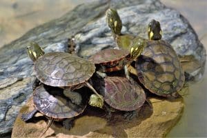 L'âge des tortues d'eau : comprendre leur longévité et leur cycle de vie