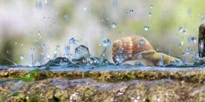 Escargot d'eau : guide complet pour l'aquarium